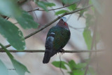 Emerald Dove, Blue Magpie Lodge, Sri Lanka
