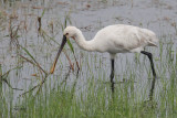 Eurasian Spoonbill, Bundala NP, Sri Lanka
