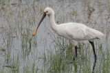 Eurasian Spoonbill, Bundala NP, Sri Lanka