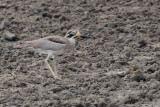 Greater Thick-knee, Yala NP, Sri Lanka