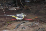Grey Wagtail, Victoria Park-Nuwara Eliya, Sri Lanka