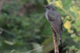 Grey-bellied Cuckoo, Uda Walawe NP, Sri Lanka