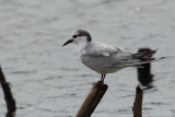 Gull-billed Tern, Bundala NP, Sri Lanka