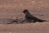 Hill Swallow, Horton Plains NP, Sri Lanka