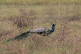 Indian Peafowl, Uda Walawe NP, Sri Lanka