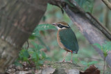 Indian Pitta, Sinharaja, Sri Lanka