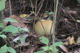 Indian Pitta, Victoria Park-Nuwara Eliya, Sri Lanka