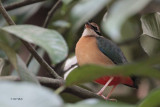 Indian Pitta, Kithulgala, Sri Lanka