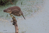 Indian Pond Heron, Uda Walawe NP, Sri Lanka