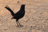 Indian Robin, Kithulgala, Sri Lanka
