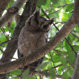 Indian Scops Owl, Centauria Lakes Hotel, Sri Lanka