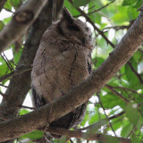 Indian Scops Owl, Centauria Lakes Hotel, Sri Lanka