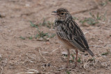 Jerdon's Bushlark, Uda Walawe NP, Sri Lanka