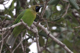 Jerdons Leafbird, Bundala NP, Sri Lanka