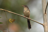 Jungle Prinia, Kithulgala, Sri Lanka