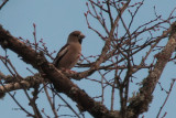 Hawfinch, Scone Palace, Perth & Kinross