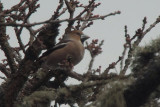 Hawfinch, Scone Palace, Perth & Kinross