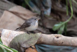 Kashmir Flycatcher, Victoria Park-Nuwara Eliya, Sri Lanka