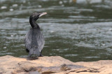 Lesser Cormorant, Kelani River-Kithulgala, Sri Lanka