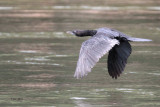 Lesser Cormorant, Kelani River-Kithulgala, Sri Lanka