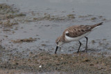 Little Stint, Bundala NP, Sri Lanka