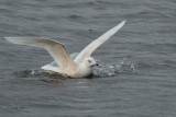 Iceland Gull, Strathclyde Loch, Clyde