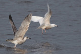 Iceland Gull, Strathclyde Loch, Clyde