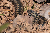 Adder (male), East Loch Lomond