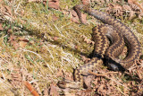 Adder (female), East Loch Lomond