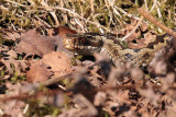 Adder (female), East Loch Lomond