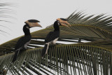 Malabar Pied Hornbill, Tissamaharama, Sri Lanka