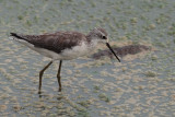 Marsh Sandpiper, Uda Walawe NP, Sri Lanka