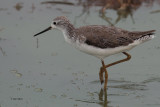 Marsh Sandpiper, Uda Walawe NP, Sri Lanka