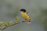 Marshall's Iora, Uda Walawe NP, Sri Lanka