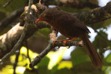 Orange-billed Babbler, Sinharaja NP, Sri Lanka