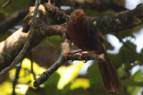 Orange-billed Babbler, Sinharaja NP, Sri Lanka