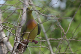 Orange-breasted Green-pigeon, Uda Walawe NP, Sri Lanka