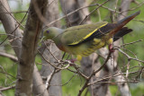 Orange-breasted Green-pigeon, Uda Walawe NP, Sri Lanka