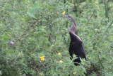 Oriental Darter, Uda Walawe NP, Sri Lanka