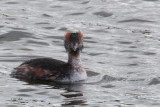 Slavonian Grebe, Hogganfield Loch-Glasgow, Clyde