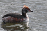 Slavonian Grebe, Hogganfield Loch-Glasgow, Clyde