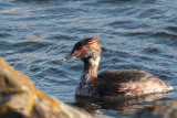 Slavonian Grebe, Hogganfield Loch-Glasgow, Clyde