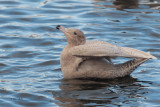 Glaucous Gull, Hogganfield Loch-Glasgow, Clyde