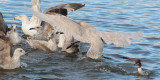 Glaucous Gull, Hogganfield Loch-Glasgow, Clyde