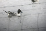 Pintail, RSPB Gruinart, Islay