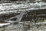 Greenshank, RSPB Gruinart, Islay
