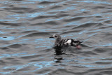 Black Guillemot, Islay ferry