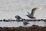 Iceland Gull, Loch Indaal, Islay