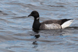 Pale-bellied Brent Geese, Loch Indaal, Islay