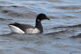 Pale-bellied Brent Geese, Loch Indaal, Islay